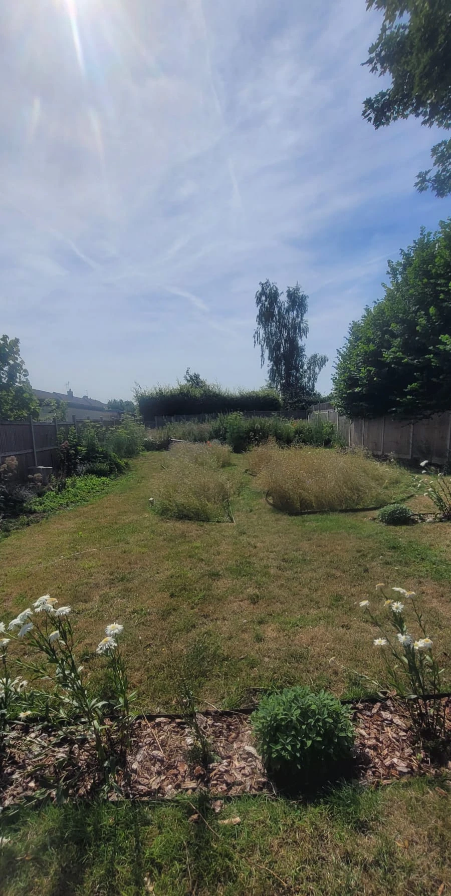 Garden with grass and planting.