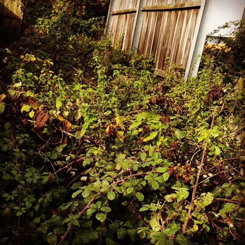 Hedge needing a cut.
