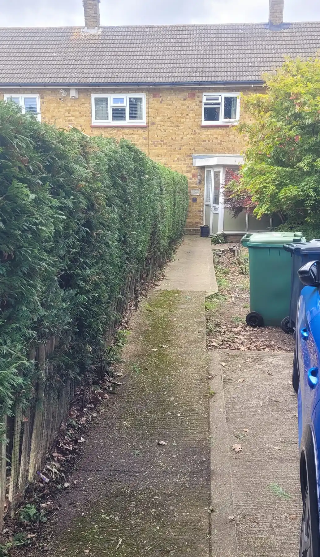 Garden hedge needing a trim.