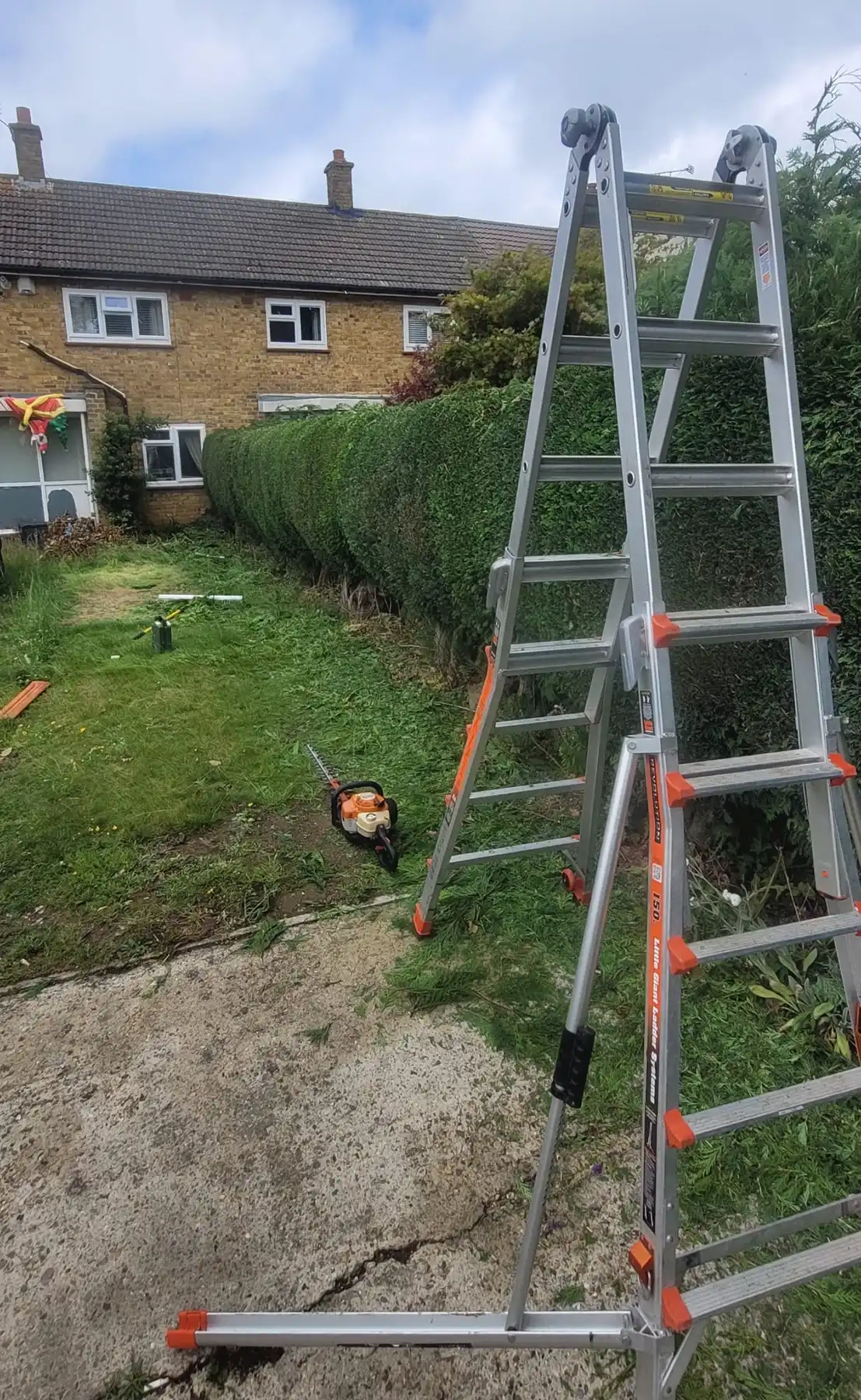 Ladder next top a hedge ready to be trimmed.