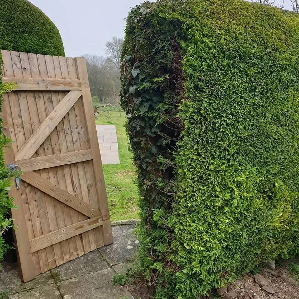 Open garden gate between two hedges.