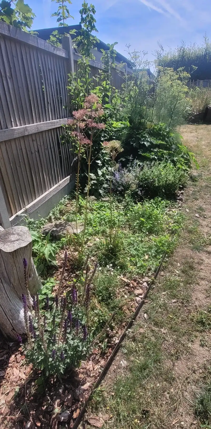 Garden with fence and tree stump.