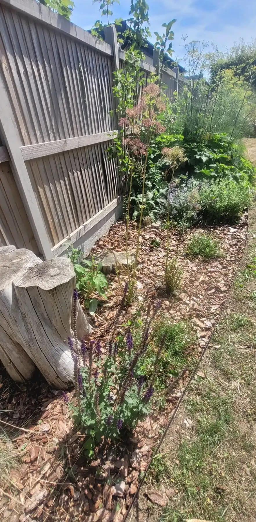 Garden fence with shrubs in front.