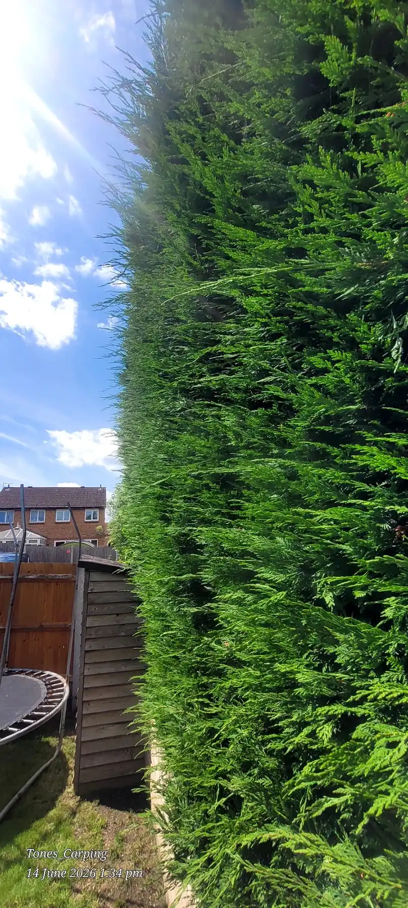 Tall hedge ready to be trimmed and thinned out.