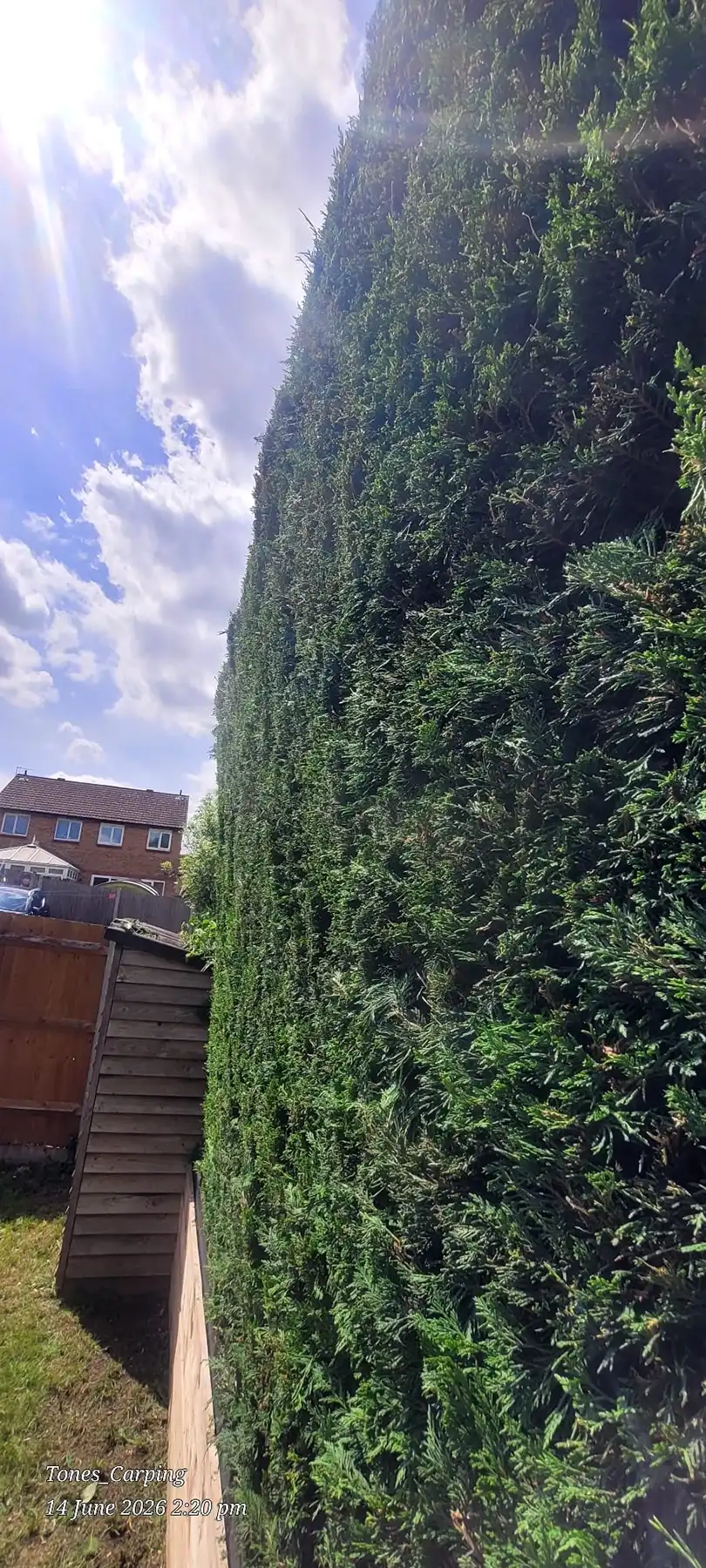 Tall hedge that has been trimmed.