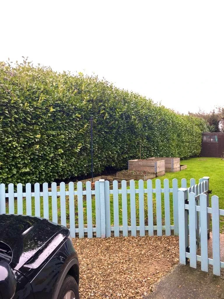 New blue fencing around the gaden with car in the driveway.